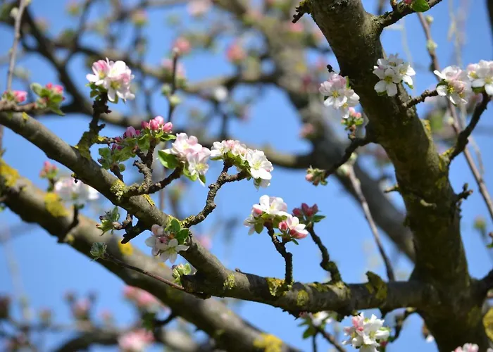 Misha Pensión Petrevene